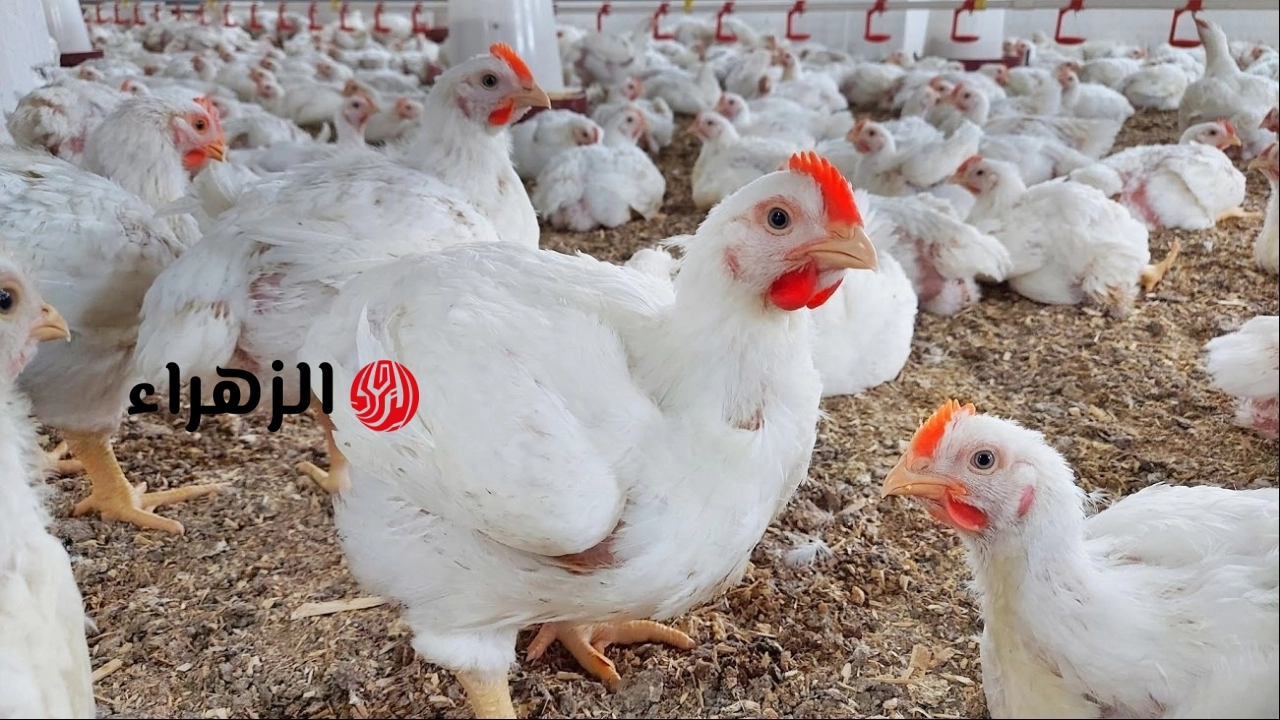 “املي الفريزر قبل العيد!!”.. سعر الفراخ اليوم الثلاثاء 5/5/2026 البيضاء والبلدي في كل المحلات