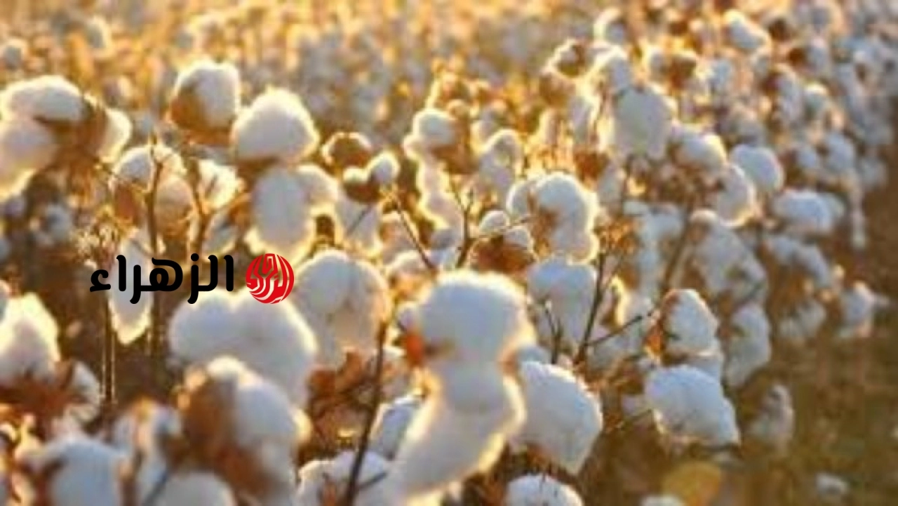 الزراعة تكشف تفاصيل مساحات القطن المزروعة في مصر