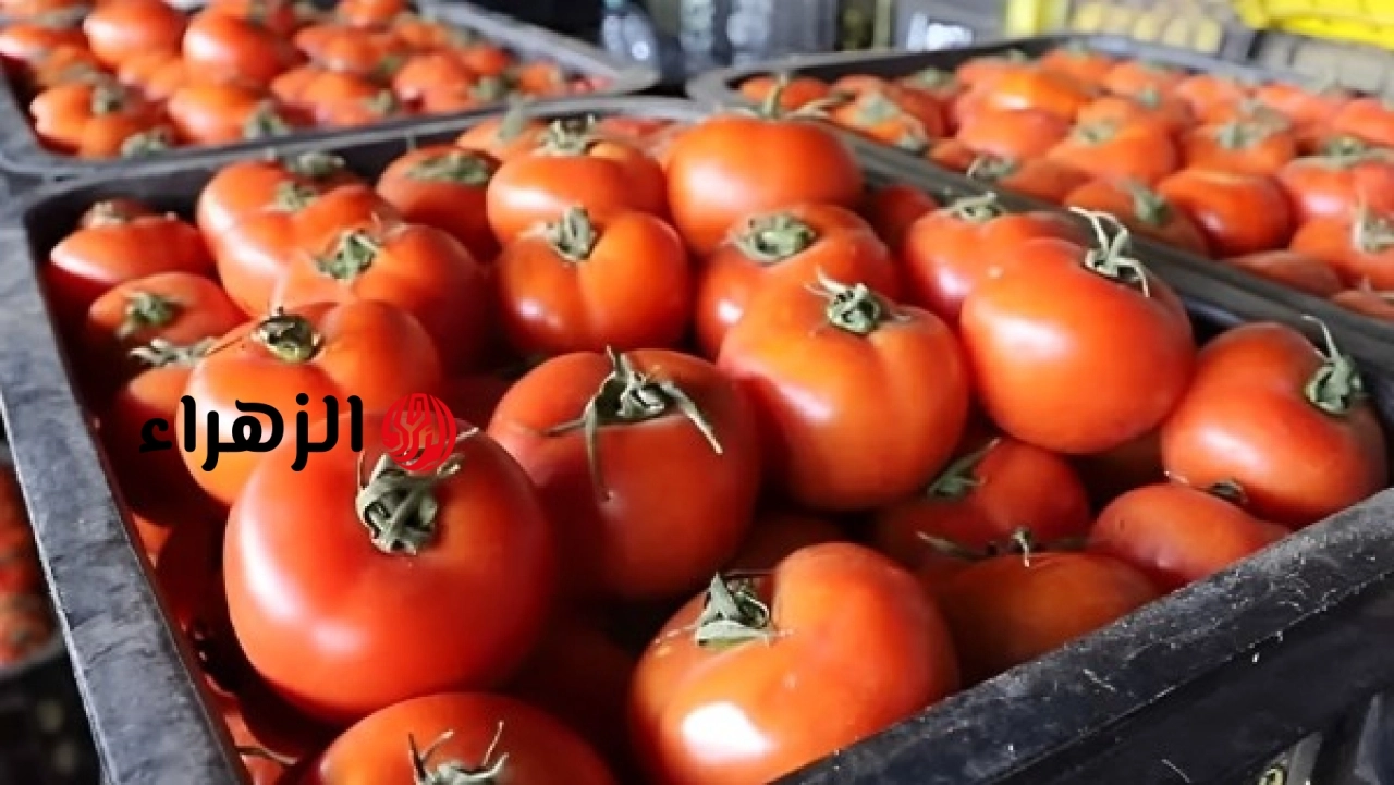 نقيب الفلاحين يكشف أسباب ارتفاع أسعار الطماطم بعد العيد